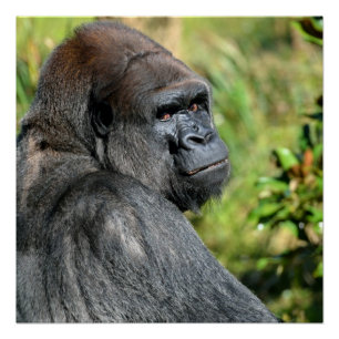 Silverback Gorilla Perfect Poster