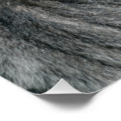 Silverback Gorilla Perfect Poster (Hoek)