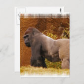 Silverback Gorilla Photo Briefkaart (Voorkant / Achterkant)