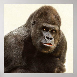 Silverback gorilla-portret poster