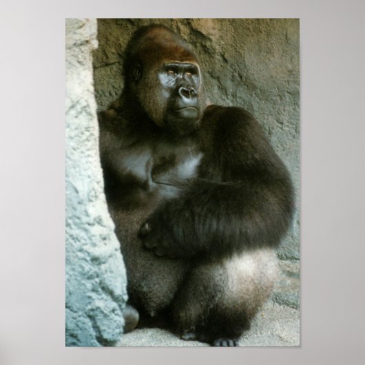 Silverback Gorilla Print (Voorkant)