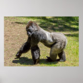 Silverback Gorilla Print (Voorkant)