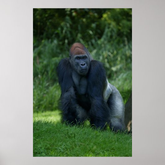 Silverback Gorilla's Stance Poster (Voorkant)