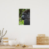 Silverback Lowland Gorilla, Gorilla Captive Poster (Keuken)