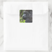 Silverback Lowland Gorilla, Gorilla Captive Vierkante Sticker (Tas)