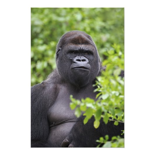 Silverback Lowland Gorilla, Gorilla gorilla, Foto Afdruk (Voorkant)