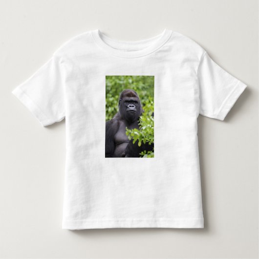 Silverback Lowland Gorilla, Gorilla gorilla, Kinder Shirts (Voorkant)