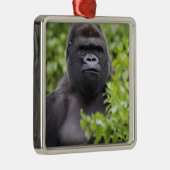 Silverback Lowland Gorilla, Gorilla gorilla, Metalen Ornament (Rechts)