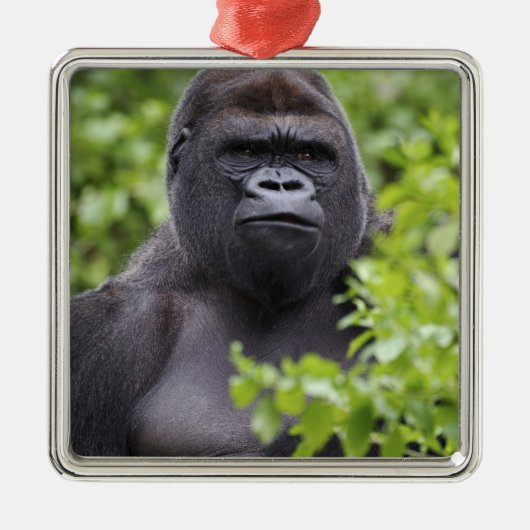 Silverback Lowland Gorilla, Gorilla gorilla, Metalen Ornament (Voorkant)