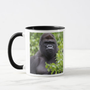 Silverback Lowland Gorilla, Gorilla gorilla, Mok