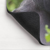 Silverback Lowland Gorilla, Gorilla gorilla, Muismat (Hoek)