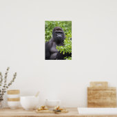 Silverback Lowland Gorilla, Gorilla gorilla, Poster (Keuken)