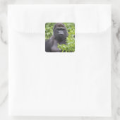 Silverback Lowland Gorilla, Gorilla gorilla, Vierkante Sticker (Tas)
