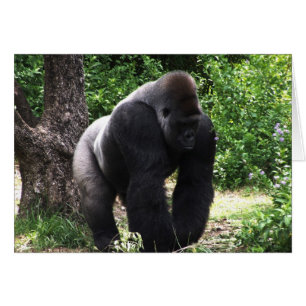 Silverback Male Gorilla die naar beneden loopt.jpg