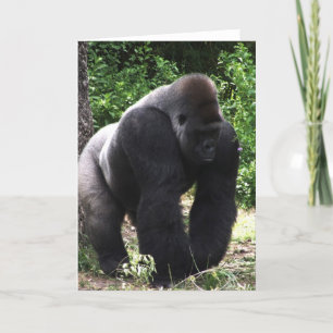 Silverback Male Gorilla die naar beneden loopt.jpg Kaart