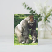 Silverback Male Lowland Gorilla die zich opstelt Briefkaart (Staand voorkant)