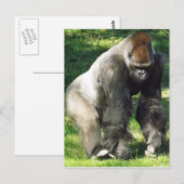 Silverback Male Lowland Gorilla die zich opstelt Briefkaart (Voorkant / Achterkant)