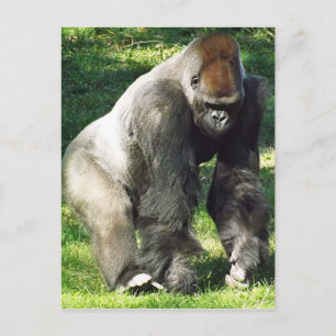 Silverback Male Lowland Gorilla die zich opstelt Briefkaart
