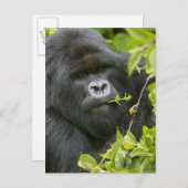 Silverback Mountain Gorilla Briefkaart (Voorkant / Achterkant)