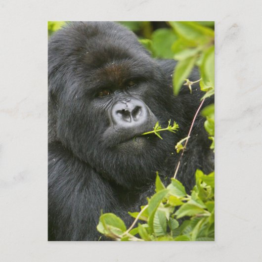 Silverback Mountain Gorilla Briefkaart (Voorkant)