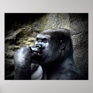 Silverback Mountain Gorilla Thinking Poster
