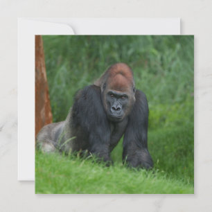 Silverbacks Serene Realm