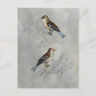 Silvered Aviary Twee vogels Briefkaart