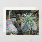 Silversword :Briefkaart Briefkaart (Voorkant / Achterkant)