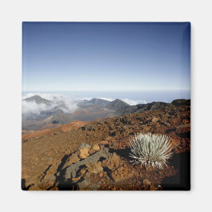 Silversword op de rand van de Haleakala-krater van Magneet