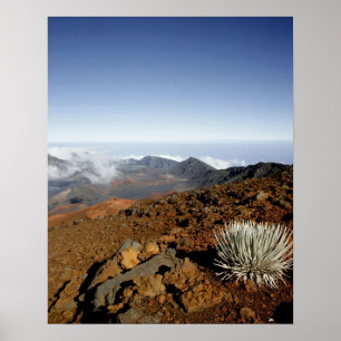 Silversword op de rand van de Haleakala-krater van Poster