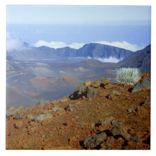 Silversword op de rand van de Haleakala-krater van Tegeltje