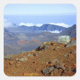 Silversword op de rand van de Haleakala-krater van Vierkante Sticker