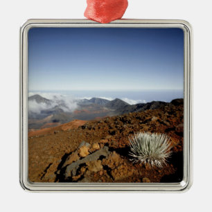 Silversword op Haleakala Crater Rim van dichtbij Metalen Ornament