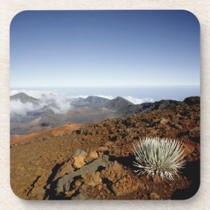 Silversword op Haleakala Crater Rim van dichtbij Onderzetter