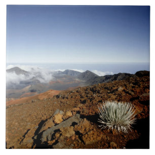 Silversword op Haleakala Crater Rim van dichtbij Tegeltje