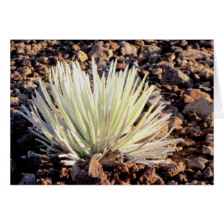 Silversword over Haleakala, Maui