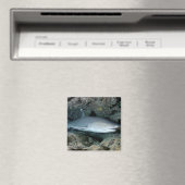 Silvertip Shark Magneet (Insitu (Vaatwasser))