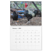 Silverudds Blue Chickens Kalender (Feb 2026)