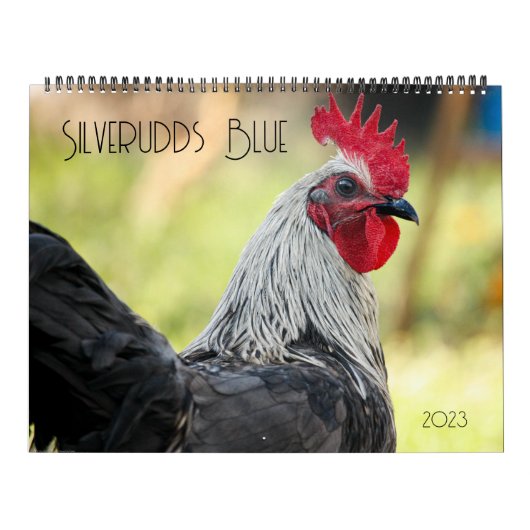 Silverudds Blue Chickens Kalender (Hoes)