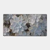 Silvery Blue Succulents Botanique Photographie (Recto)