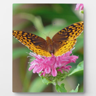Silvery Checkerspot Butterfly Fotoplaat
