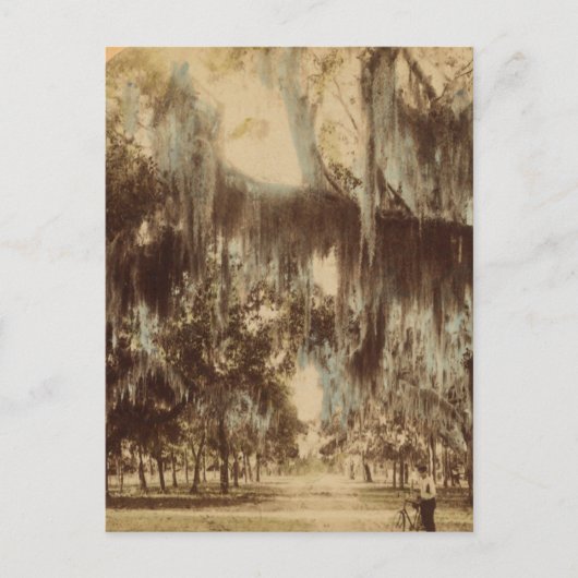 Silvery Draperies of Daytona Briefkaart (Voorkant)