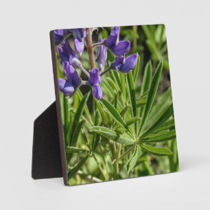 Silvery Lupine Desktop Plaque Fotoplaat