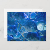 Silvery Tropical Fish Briefkaart (Voorkant / Achterkant)