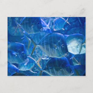 Silvery Tropical Fish Briefkaart