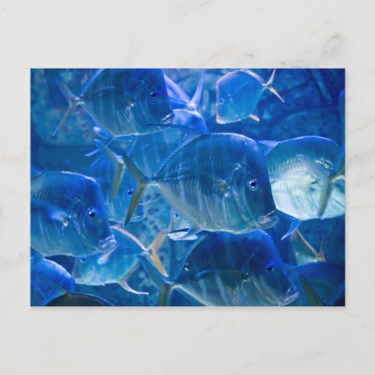 Silvery Tropical Fish Briefkaart (Voorkant)