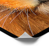 Simha Lion Poster (Hoek)