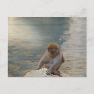 Simian Serenity aan de kust Briefkaart