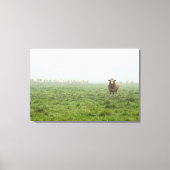 Simmental Bull in mistig groen weiland Canvas Afdruk (Voorkant)