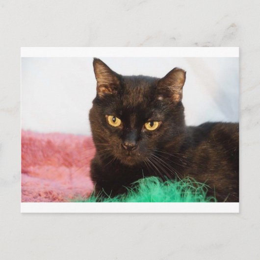 Simon Briefkaart (Voorkant)